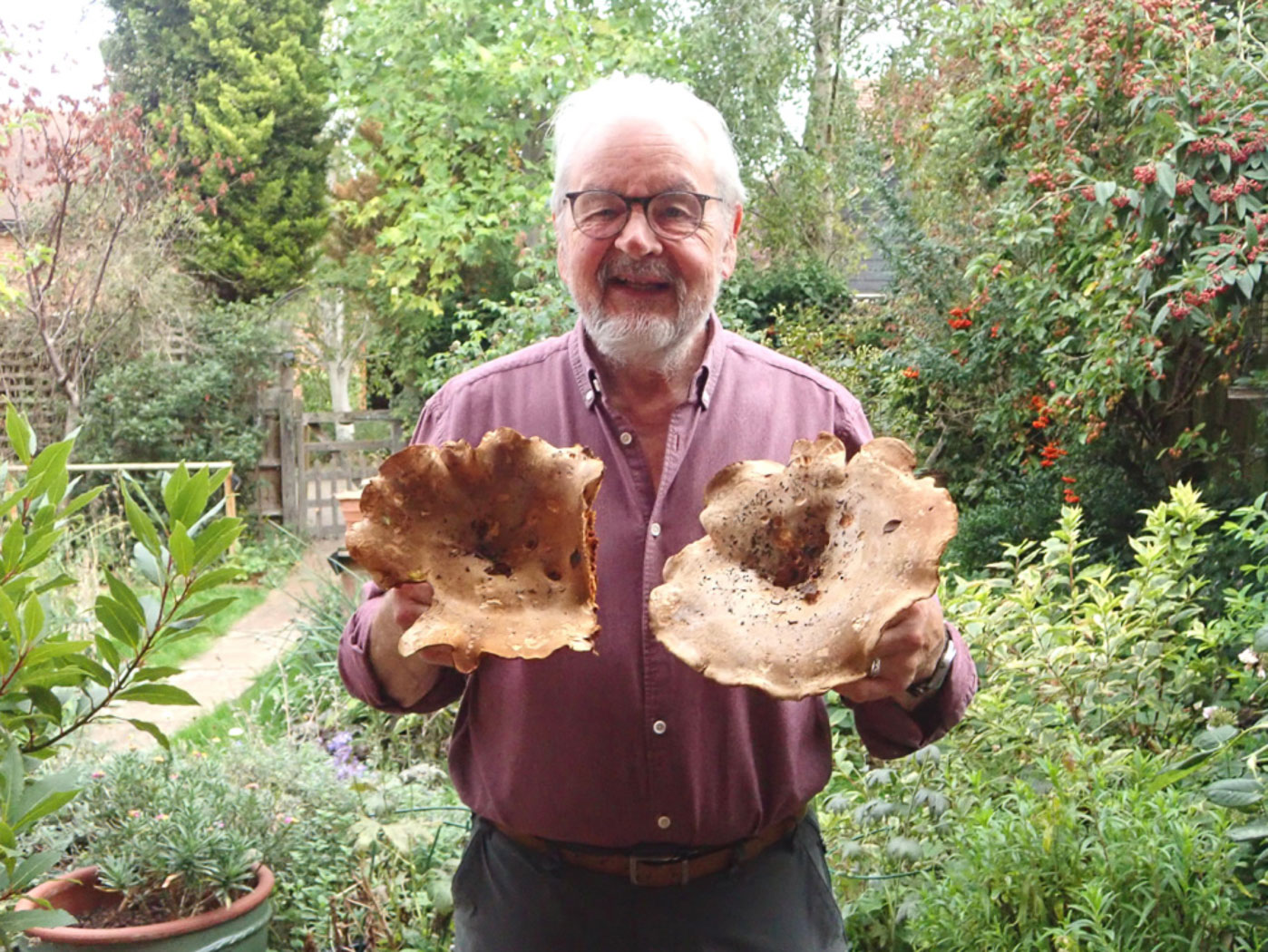 Photo © Mike Jones Paxillus cf involutus by Mike Jones